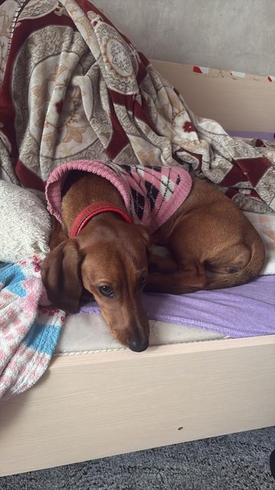 Собака Такса 8 месяцев девочка