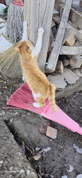 Котенца търсят дом