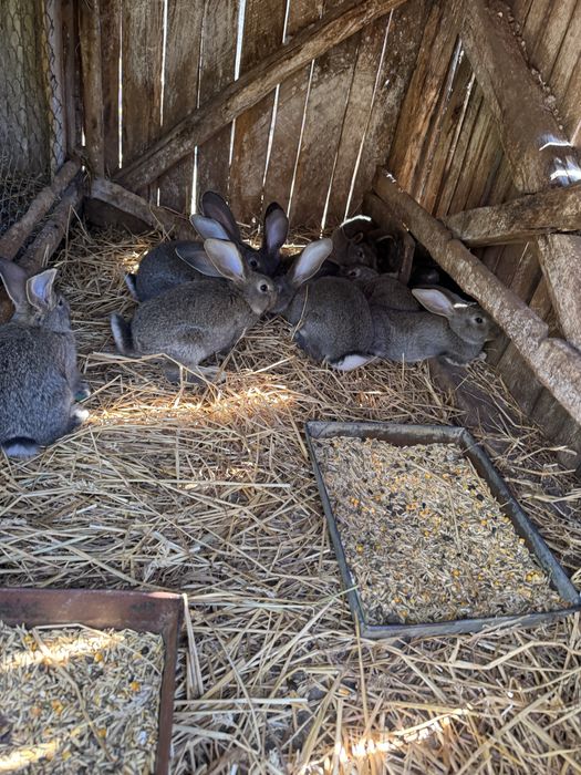 Vand iepurasi urias german 2 luni