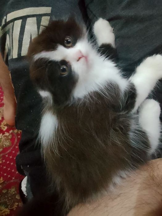 Продам вислоухие котик