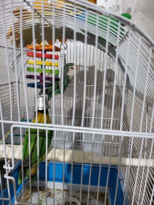 Vând pereche papagal agaponis