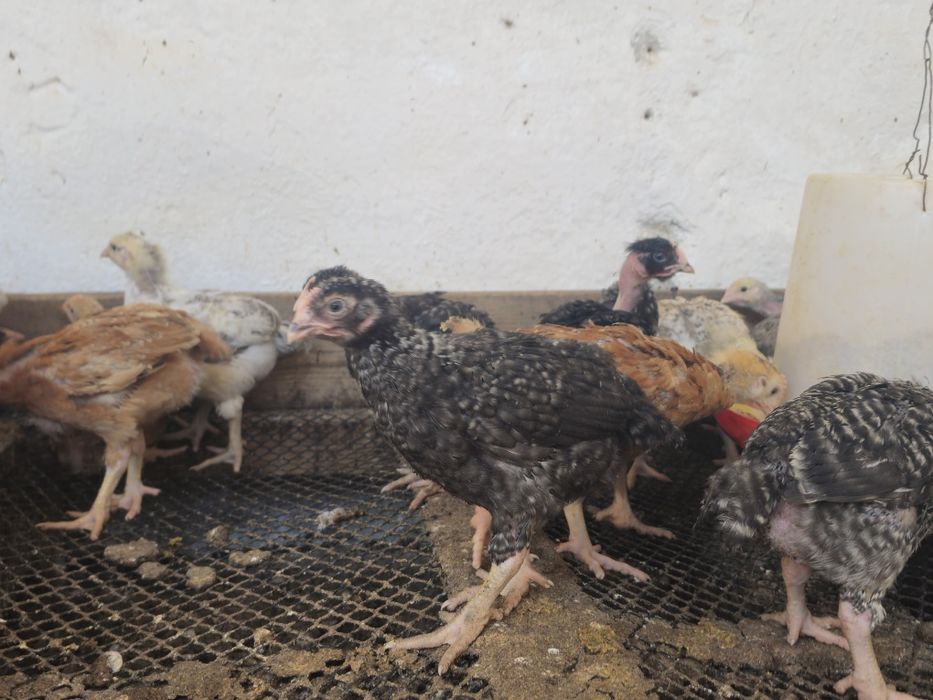 Pui rasa mixta 4 săptămâni