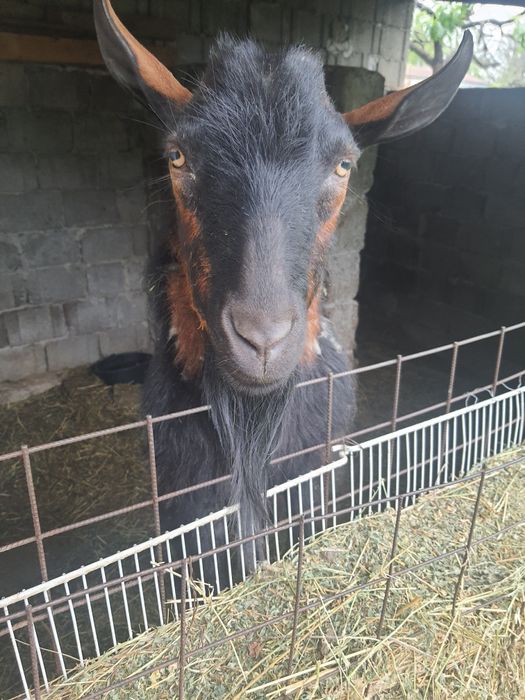 Țap de vânzare, bun de montă