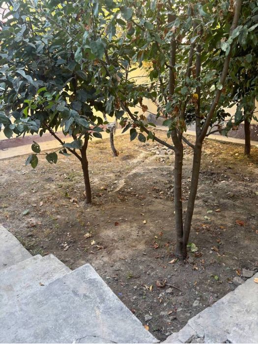 Аренда дом участок Бадамзар Ботаника Боги Зоопарк Yunusobod Batanika