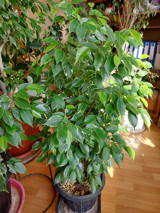 Комнатные цветы и растения