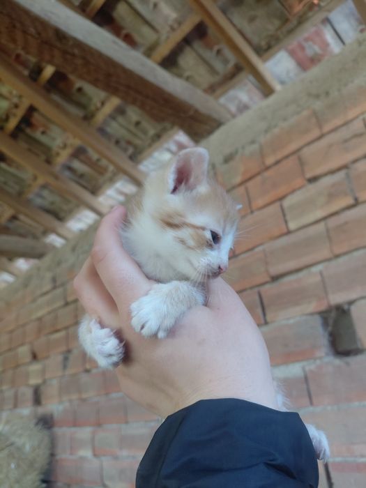 Подарявам мъжко котенце на 1 месец