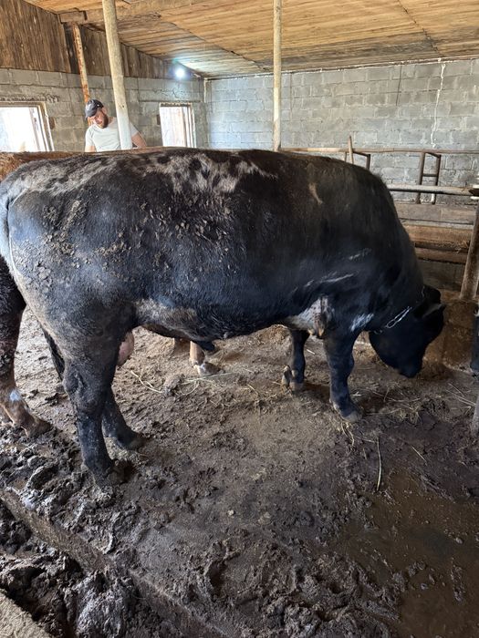 Продам 15 быков с откорма