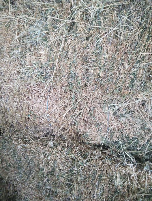 Baloți de lucernă de vânzare