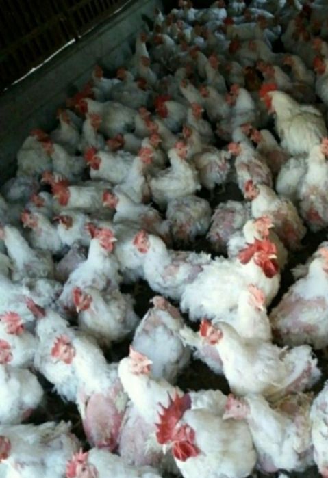 Продавам бройлерни кокошки за клане