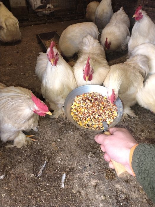 Cochinchina pitic alb Cocoși