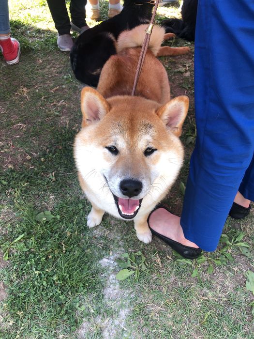 Сиба шикарный кобель на вязку.