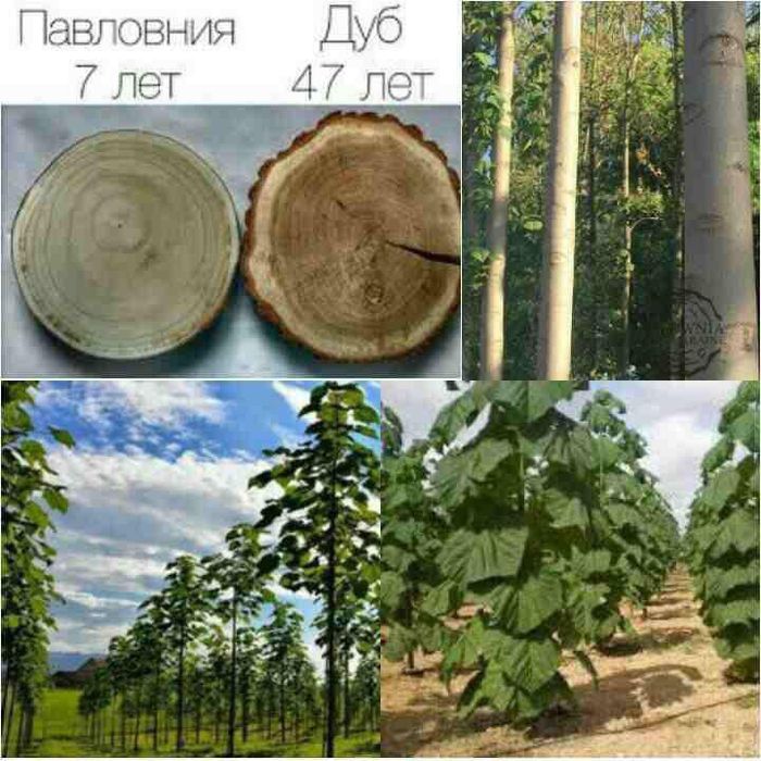 Павлония кучатлари сотувда