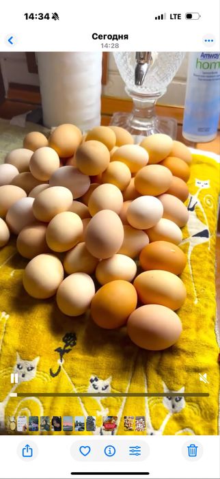 Яйца для инкубатора