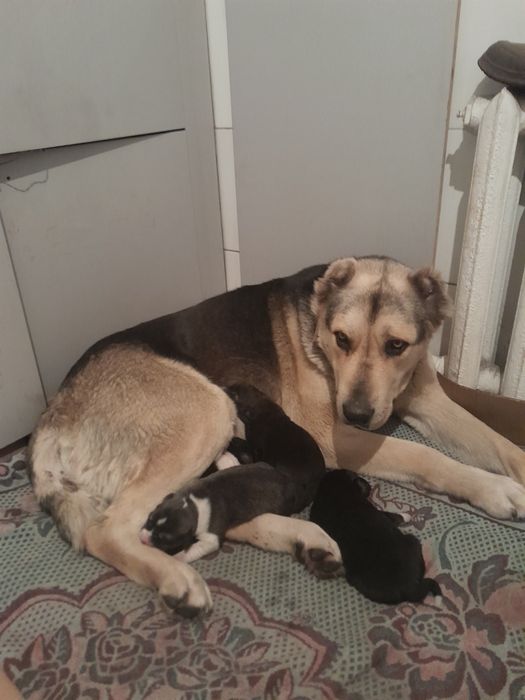 Продам (САО) Алабай