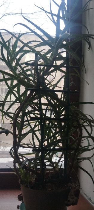 Продам лечебный алоэ 7,8 лет