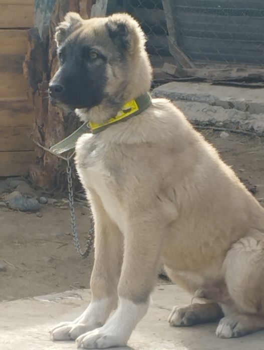 Щенок Алабая кобель (мальчик)