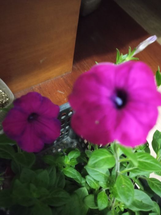 Петуния ампельная