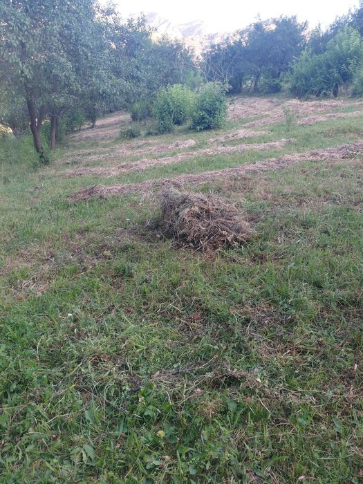Bõstonliq yer sotiladi