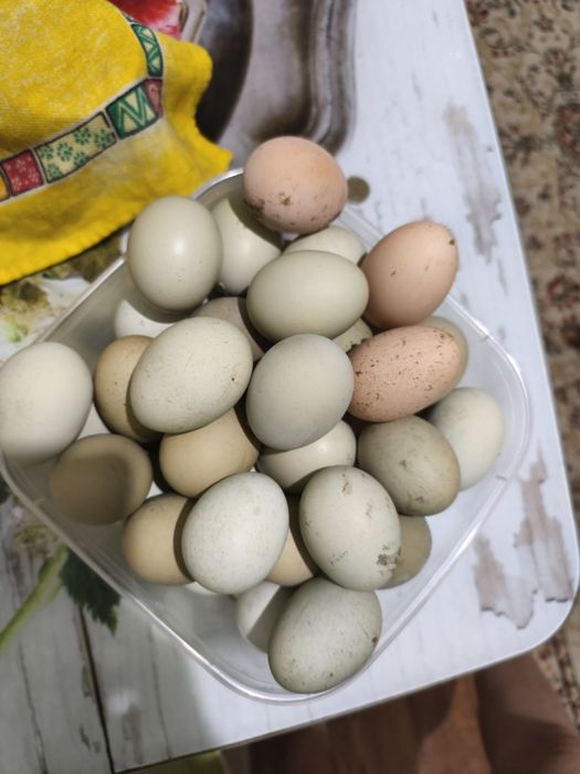 Яйца с доставкой