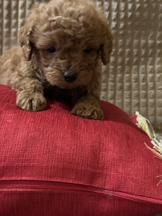 Малки сладки изкушения