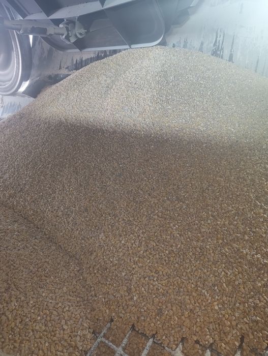 Кукуруза жүгері расыпной