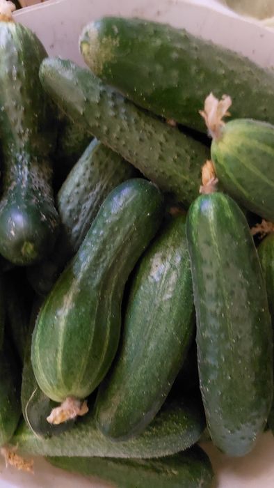 Продам домашние тепличные огурцы. ы