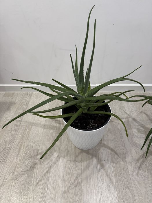 Продам комнатные растения