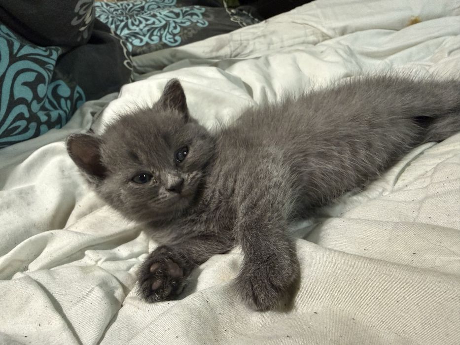 Скотиш фолд скотиш страй