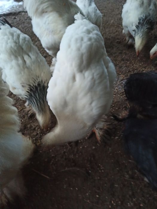 Есть 6 бройлер кур