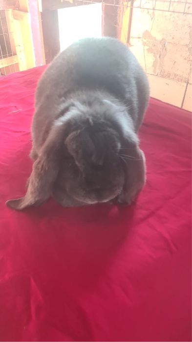 Vand femela berbec si urias de transilvania