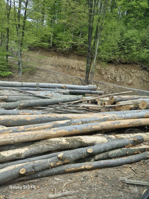 Lemn foc fag bustean