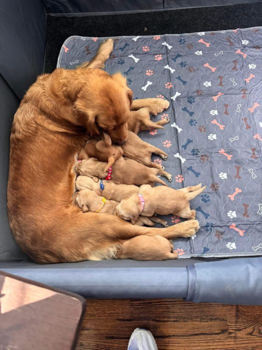 Голдън ретривър игриво момченце