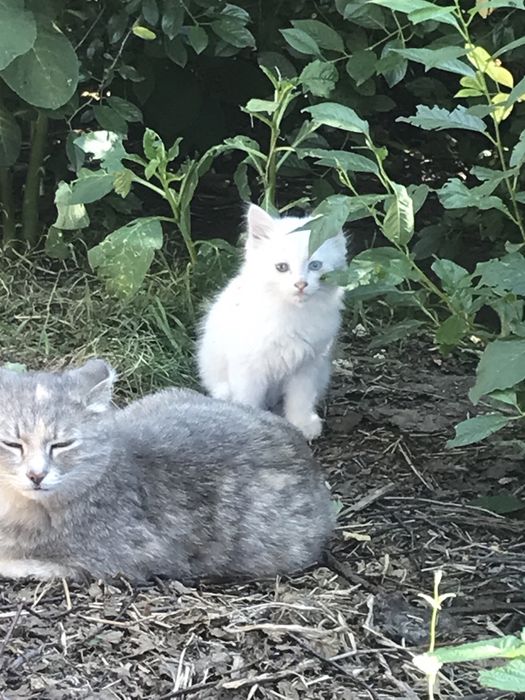 Продам ангорского котенка