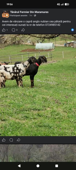 Capra anglo nubian