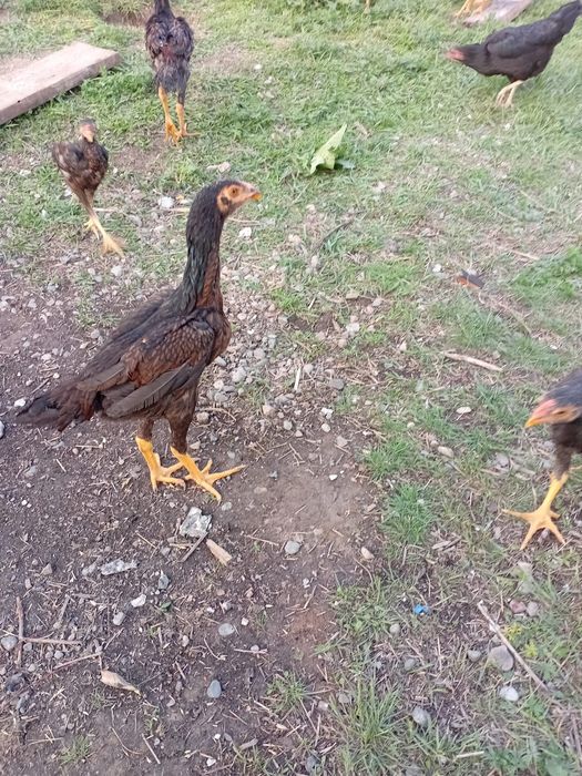 Даканы шамо карея