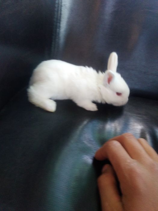 Iepurasi cap de leu pitic