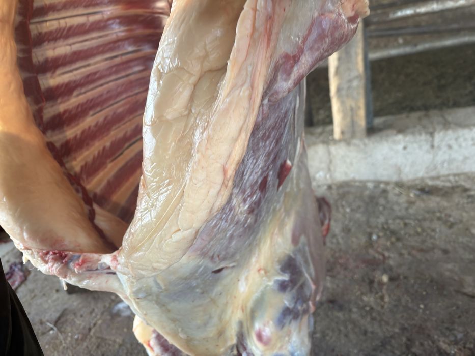 Байталдар сатылады