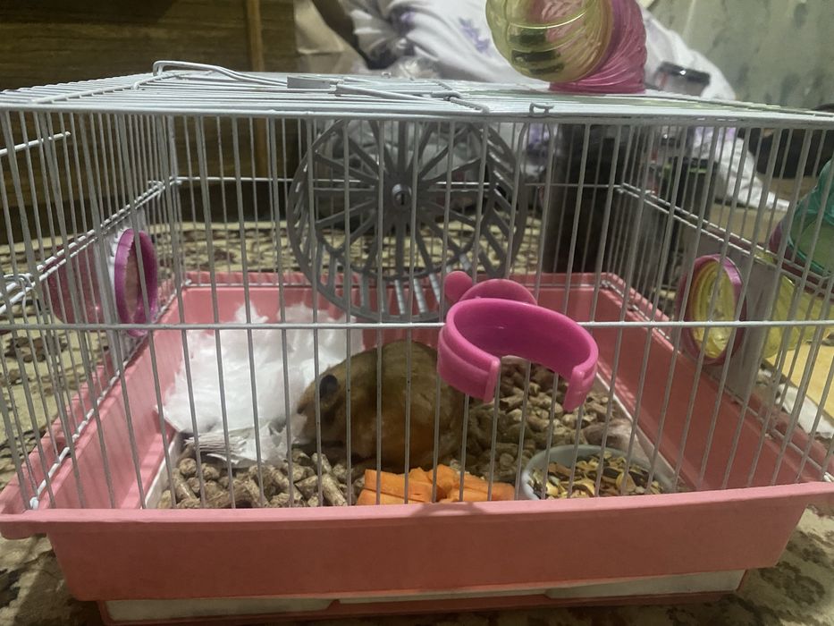 Сирийский хомяк с клеткой