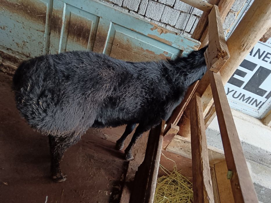 Животные только на кукурузах от кормленна больше чёрного мясо