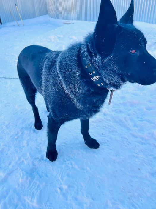 Вязка . Немецкая овчарка.