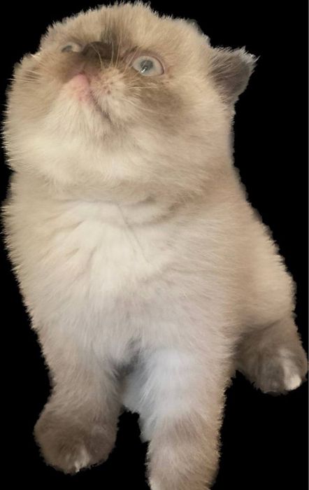 Экзотические вислоухие (Флеппиг)