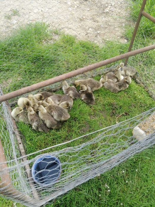 Boboci gâscă leșească