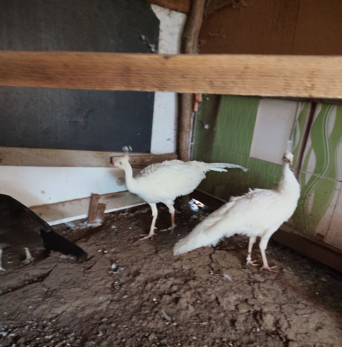 Familie păuni, 2 fete și un mascul. Vârstă de 4 ani.