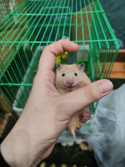 Хомяк Мунчоқкўз Лилия