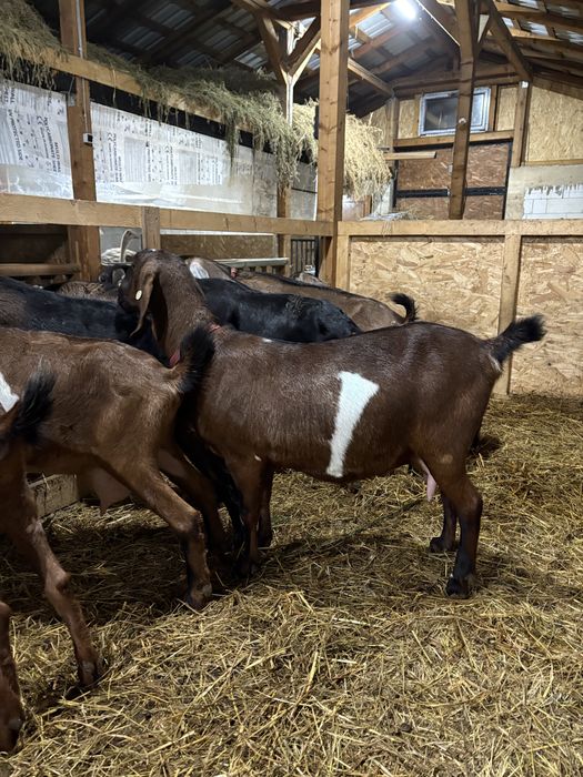 Capre AngloNubiene cu certificat de origine