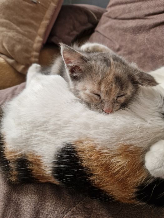 Отдадим даром котёнка