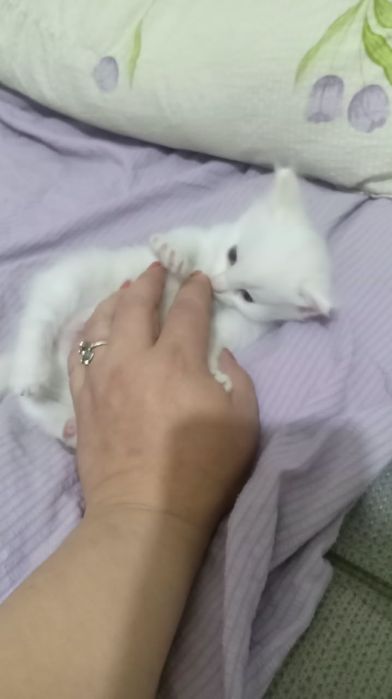 Отдам в добрые руки 1 месяц
