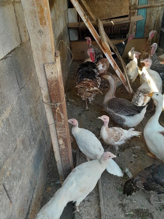 Продаётся индюки разного возраста