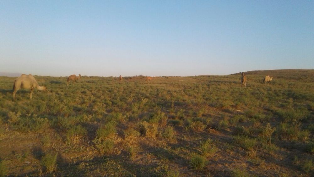 Ферма сотилади – Чорвачилик учун ажойиб жой!