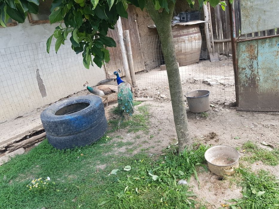 Vând o pereche pauni maturi